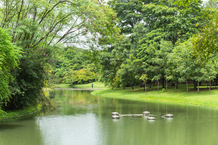 The pond and trees in the park.の写真素材