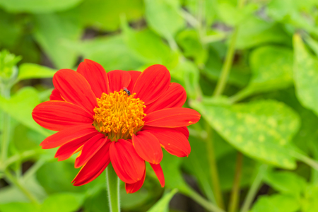 Red Zinnia Bright colors attract insects.の写真素材