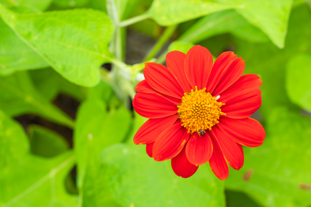 Red Zinnia Bright colors attract insects.の写真素材