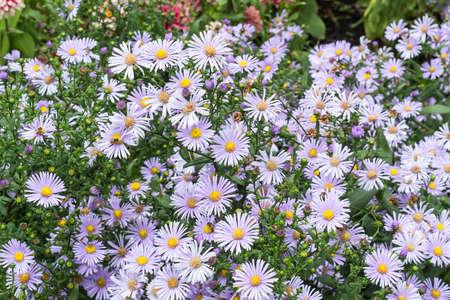 Bee on Symphyotrichum novae-angliae in gardens.の写真素材