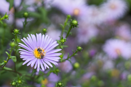 Bee on Symphyotrichum novae-angliae in gardens.の写真素材