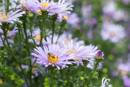 Bee on Symphyotrichum novae-angliae in gardens.の写真素材