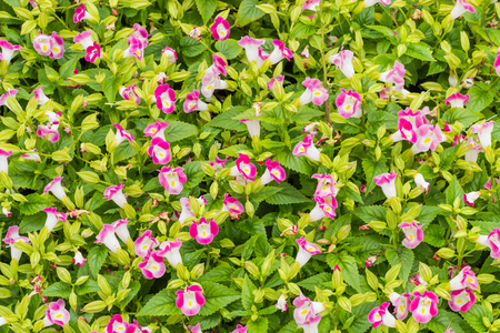 Pink Torenia Fournieri Flower in garden.の写真素材