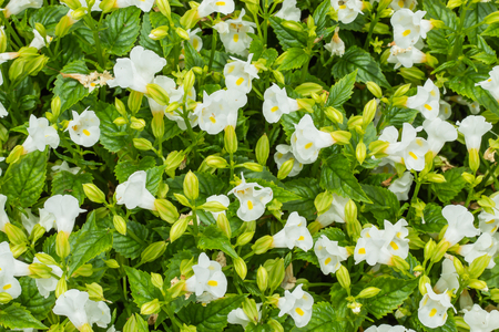 White Moon Torenia Flower in garden.の写真素材