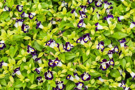 Purple Torenia travancorica Flower in garden.の写真素材