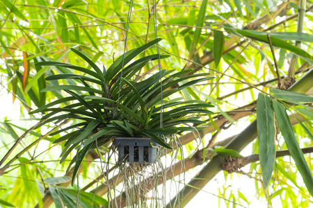 Orchid hanging on bamboo use for background.の写真素材