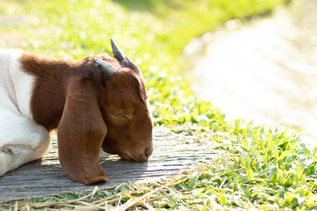 Goats are sleeping on the pavement in the grass.の写真素材