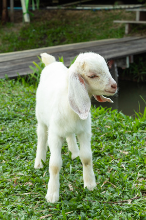 White goat on the grass in the park.の写真素材