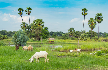 The goat eating grass beside a pond and sugar palm trees.の写真素材