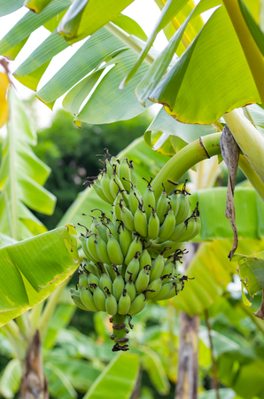 Bananas on the tree in the garden.の写真素材