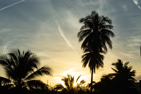 Beautiful mornings with light clouds and coconut trees.の写真素材