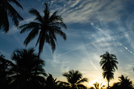 Beautiful mornings with light clouds and coconut trees.の写真素材