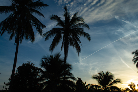 Beautiful mornings with light clouds and coconut trees.の写真素材