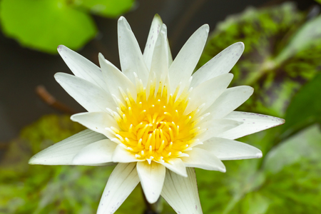 White Lotus Flower In garden.の写真素材