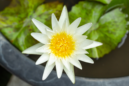 White Lotus Flower In garden.の写真素材