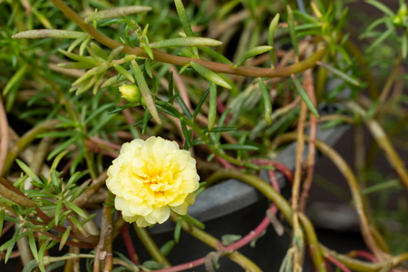 Yellow Portulaca oleracea bloom flower in garden.の写真素材