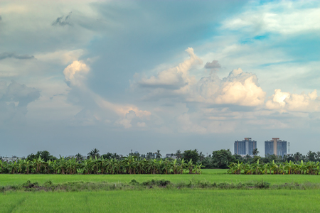 Banana trees are grown on rice  and sky.の写真素材