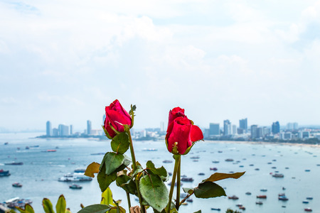 Red rose and sea views of Pattaya ,Thailand.の写真素材