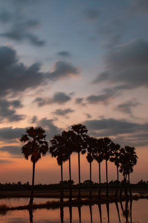 Palm trees at the ridge rice by beautiful and Sunset light.の写真素材