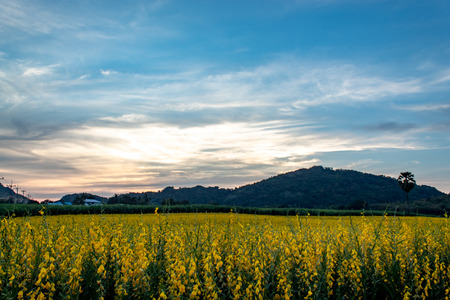Yellow Crotalaria juncea L. flower background mountains and the sunset light.