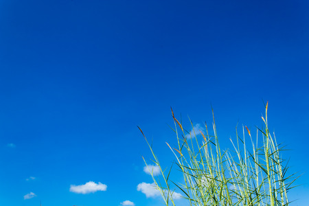 The tree and the bright sky.の写真素材