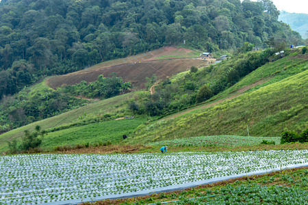 Farmland vegetation on the hills of northern Thailand