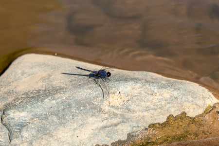 Blue Dragonfly On a rock in a stream.の写真素材