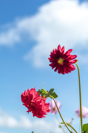 The beauty of red flowers and bright blue sky.の写真素材