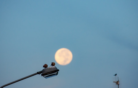 Doves on a street lamp A morning with the background of a full moonの写真素材