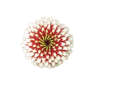 Isolated Pink  Zinnia Bright colors attract insects on a white background with clipping path.の写真素材