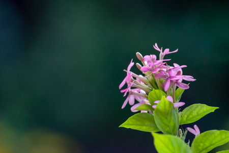 Pink flowers on green leaves in background.の写真素材