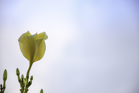 Yellow flowers or Plumeria obtusa in garden and sky.の写真素材