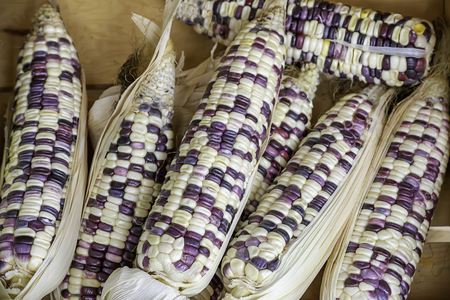 Corn drying on wood for the seeds to cultivateの写真素材