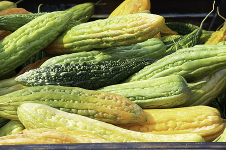 Bitter gourd with yellow seed storage for cultivation.の写真素材