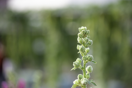 Flowers bloom green yet On a Blurry green background.の写真素材