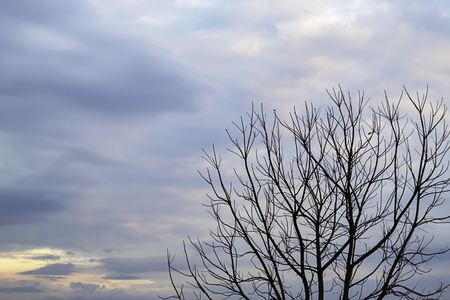 The beauty of the sky with clouds and tree.の写真素材