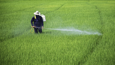 Farmers are spraying crops in a green field.の写真素材