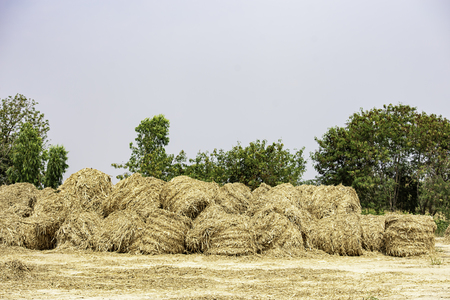 Many straw on the ground Background of sky and treesの写真素材