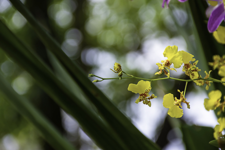 Beautiful yellow Orchid Background blurred leaves in the garden.の写真素材