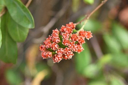 The bright red flowers Background blurry green leaves in parkの写真素材