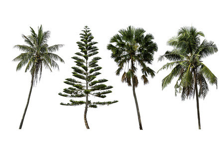 Isolated coconut trees , Pinus and Palm trees on a white background with clipping path.の写真素材
