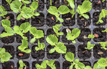 Seedlings of bitter gourd to grow from seed in the field plot.の写真素材