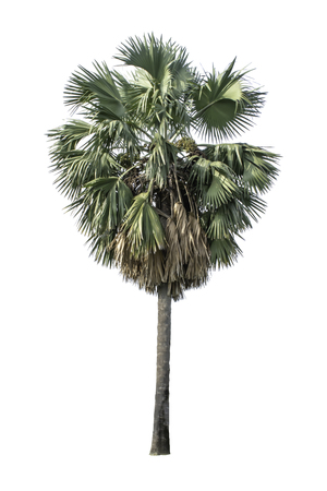 Isolated Palm trees on a white backgroundの写真素材
