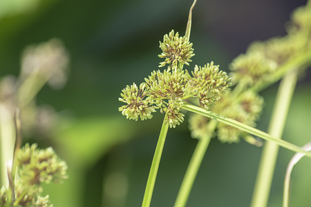 Green flowers of the Cyperaceae  on a lotus pond.の写真素材