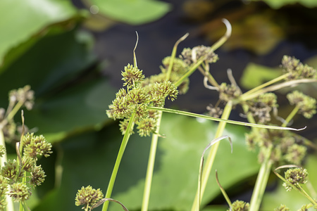 Green flowers of the Cyperaceae  on a lotus pond.の写真素材