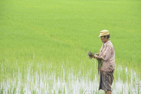 The farmer is a woman Wear a hat holding rice planted in paddy field with The wetlands at BangYai Park, Nonthaburi in Thailand. June 30, 2019のeditorial素材