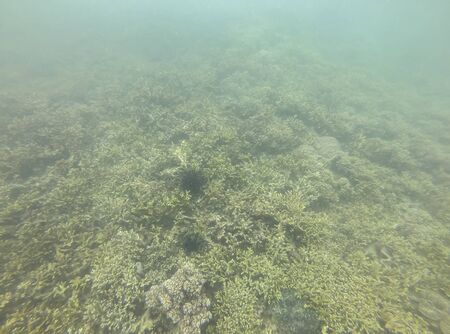 Colorful corals under the sea in Thailand.の写真素材