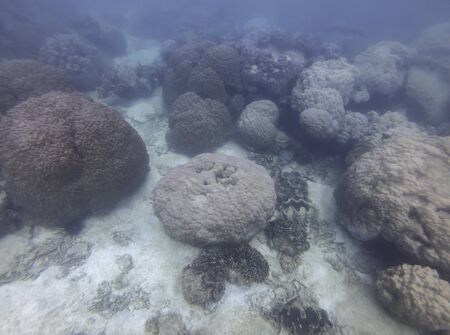 Colorful corals under the sea in Thailand.の写真素材