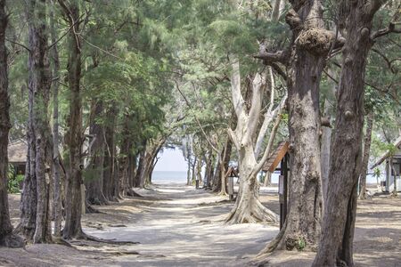 Sandwalk road with trees covered Background sea.の写真素材
