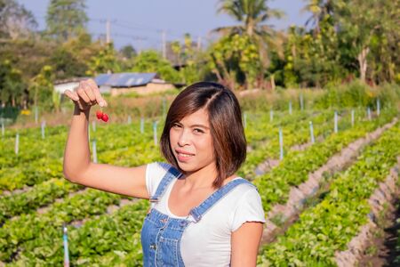 Asian women Keep red strawberry in the farm.の写真素材